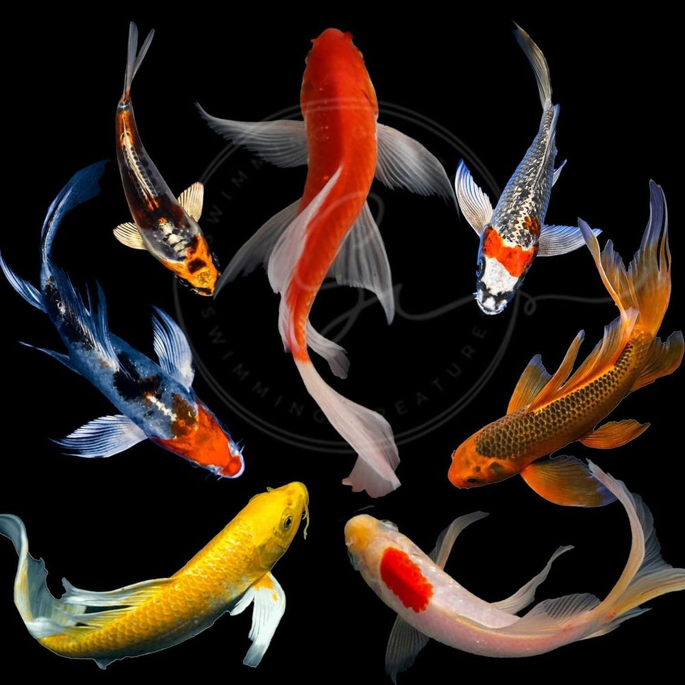 Aquarium Fish In Pond - Diverse kleuren levende Koi vissen voor