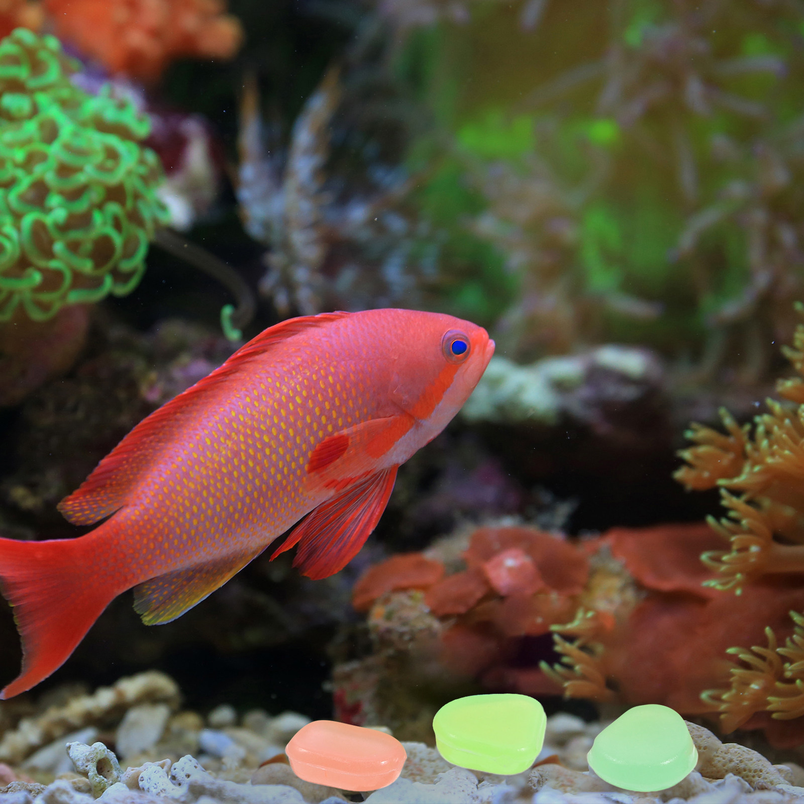 400 stuks Glow-in-the-dark kie - Aquarium Fish Glow In The Dark recensie en prijs