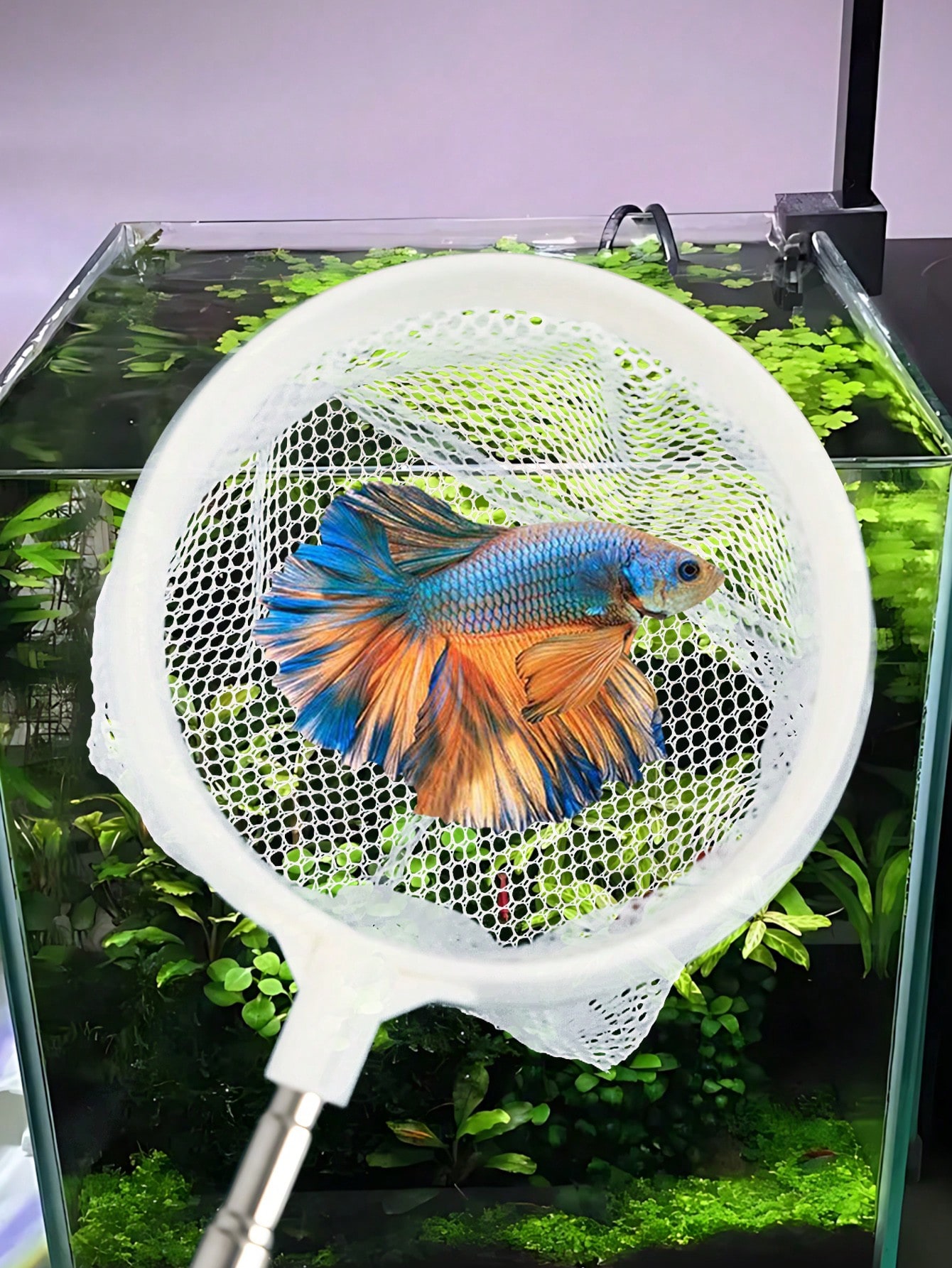Aquarium Visnet - een intrekba - Aquarium Fish Food recensie en prijs