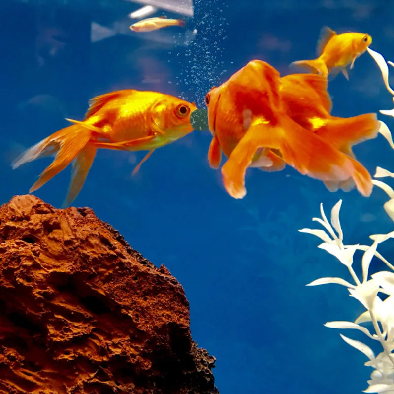 100-1500 Stuks Hoge Zuiverheid - Aquarium Fish Food recensie en prijs